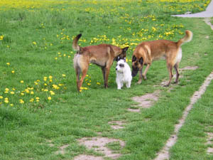 Querry, Basco und fremder Hund
